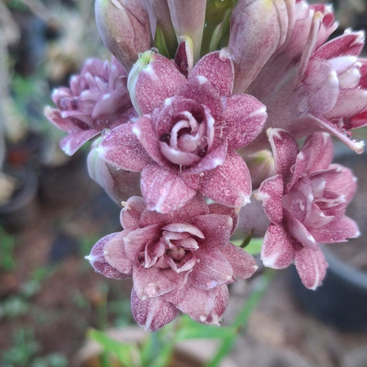 Tuberose Love  bulb