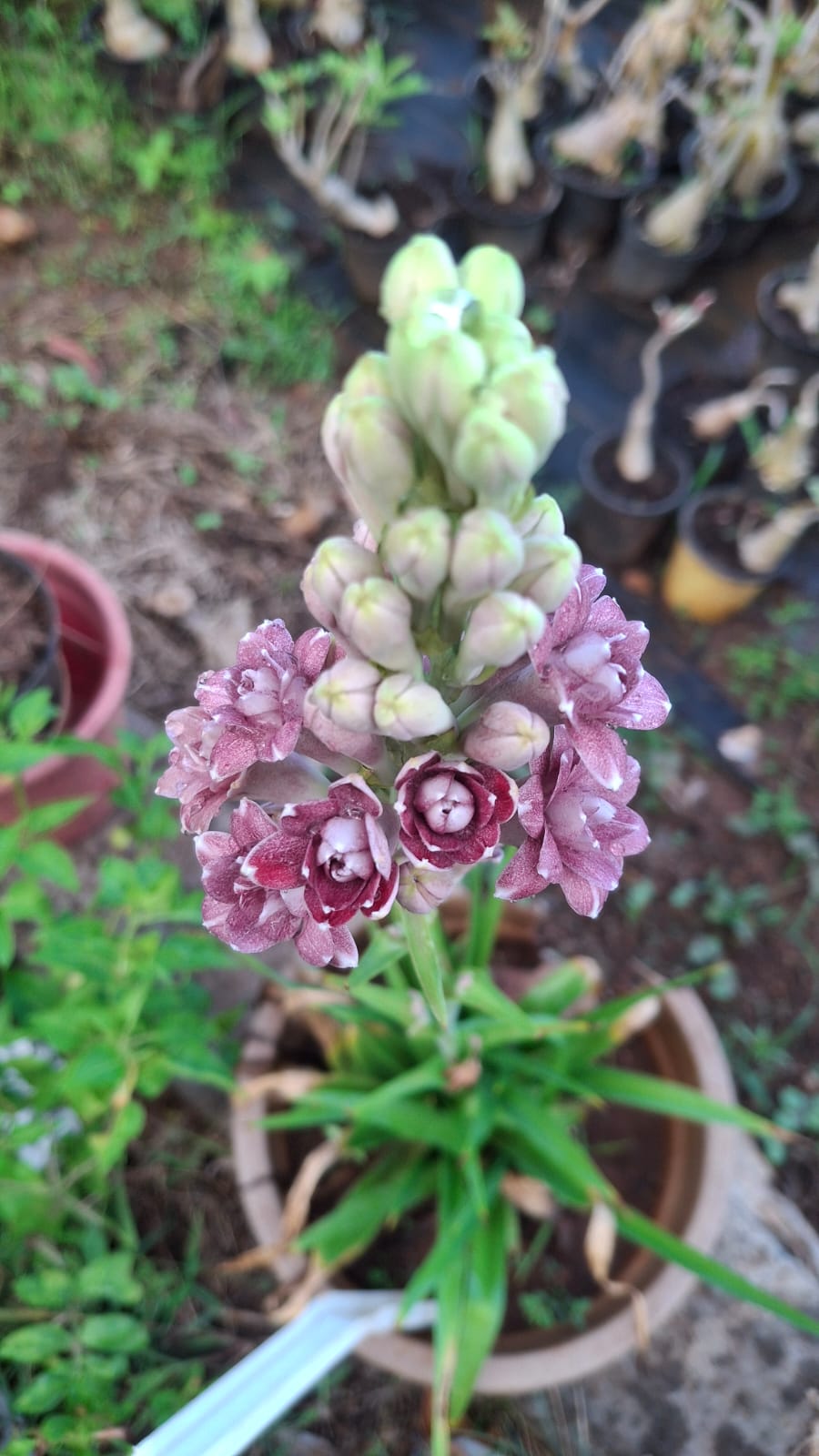 Tuberose Love  bulb