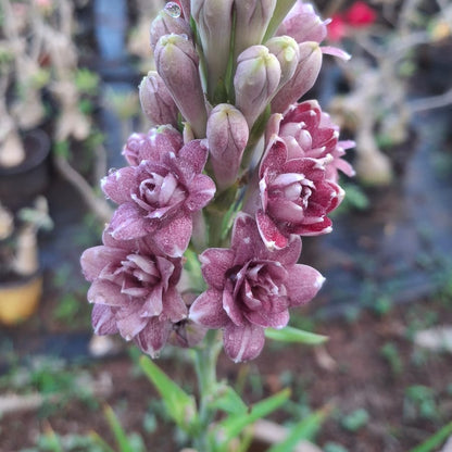 Tuberose Love  bulb