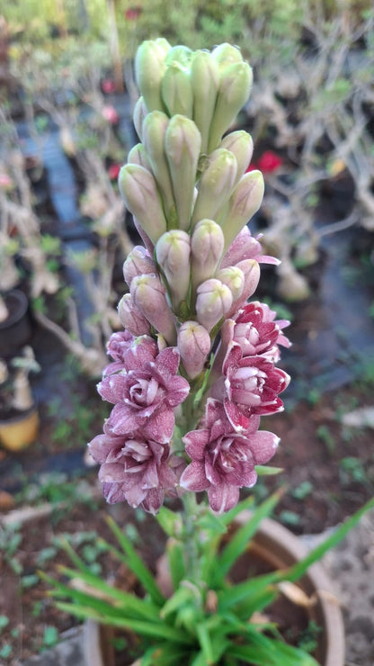Tuberose Love  bulb