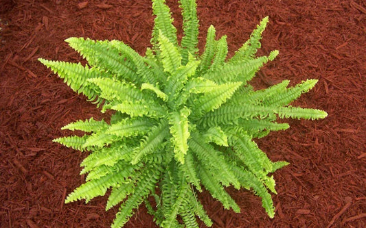 Boston Fern