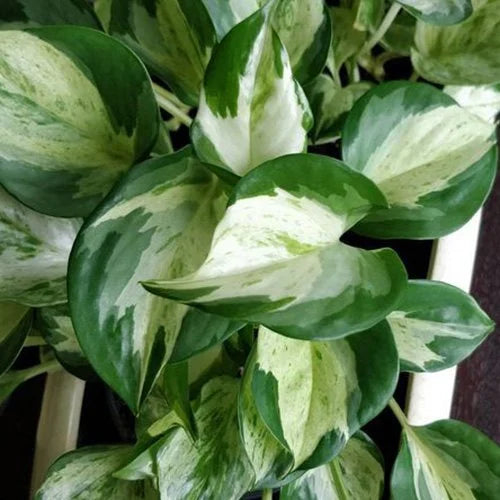Manjula money plant