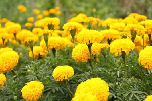 Marigold Yellow