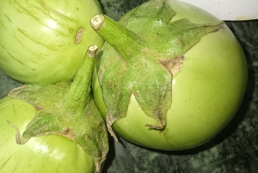 Poonai thalai kaththari seeds