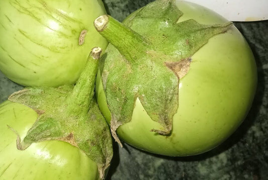 Poonai thalai kaththari seeds