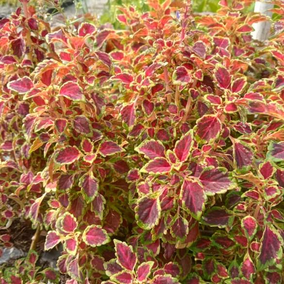 Double colour miniature coleus plant