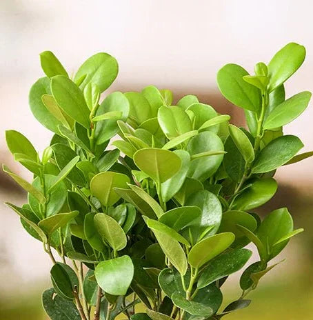 Ficus microcarpa Maclame – Indian Laurel