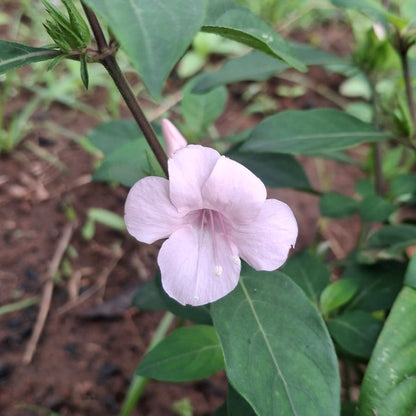 December light pink flower plant