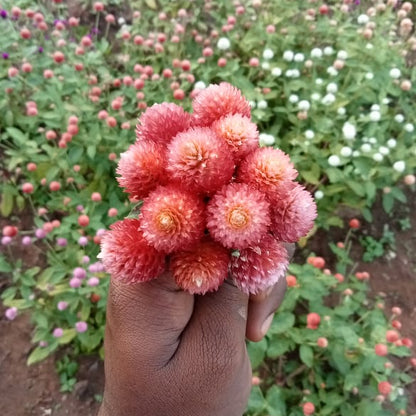 Gomphrena mixed seeds (5-7 shades mixed seeds)
