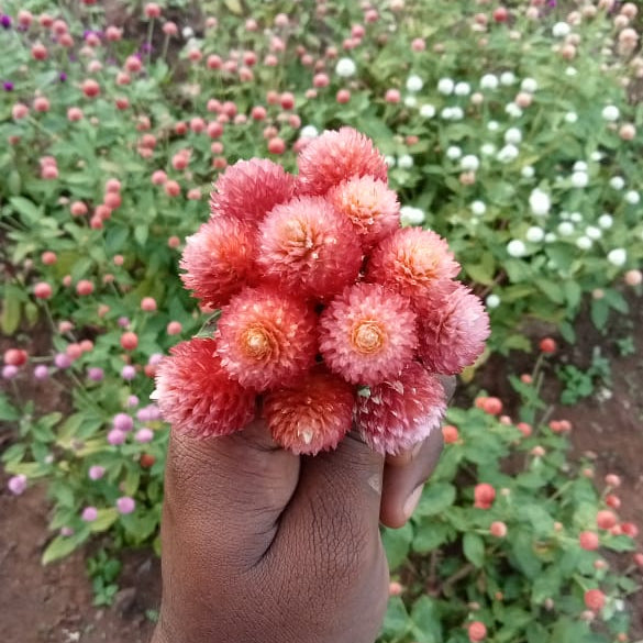 Gomphrena New peachy pink flower plant 