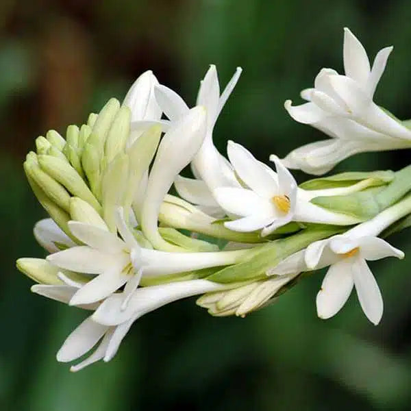 Tuberose white single petal mother bulb