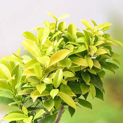 Ficus benjamina panda