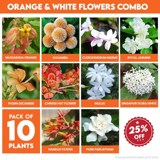 Orange and White Flowers Combo