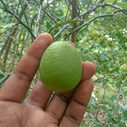 Oval shape lemon plant
