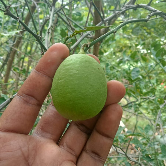 Oval shape lemon plant