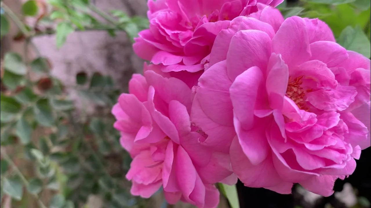 paneer rose seeds Damask Rose-Paneer Rose Plant – Santhi Online Plants