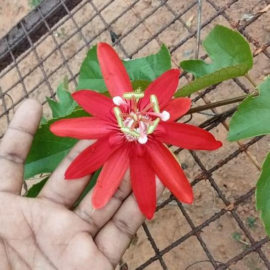 Passiflora vitifolia - Crimson passion flower plant