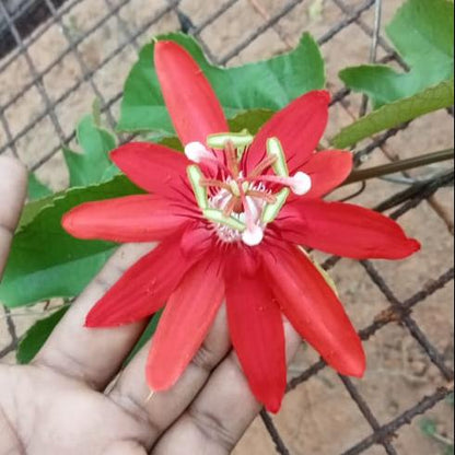 Passiflora vitifolia - Crimson passion flower plant