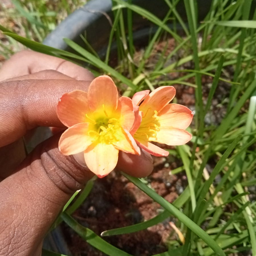 Paul neimi' rainlily bulb