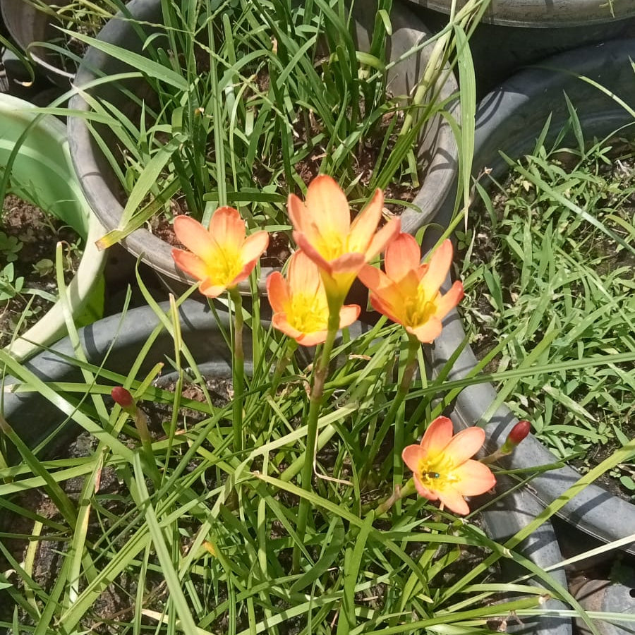 Paul neimi' rainlily bulb