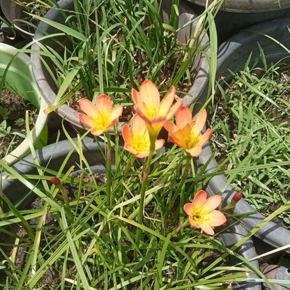 Paul neimi' rainlily bulb