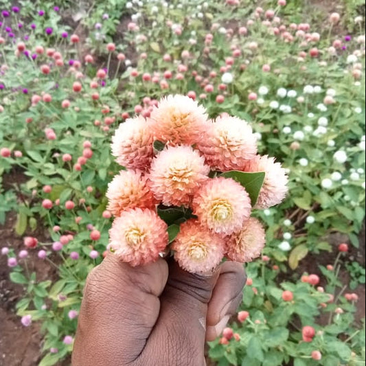 Peach gomphrena flower seeds
