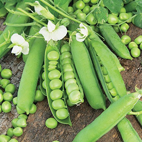 Green pea seeds – Pachchai pattaani