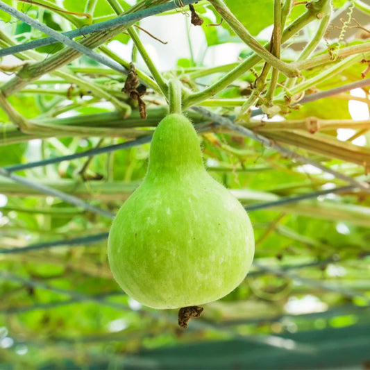 Pei suraikkaai seeds