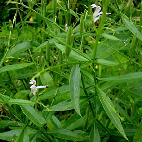 Andrographis paniculata (Green chiretta)