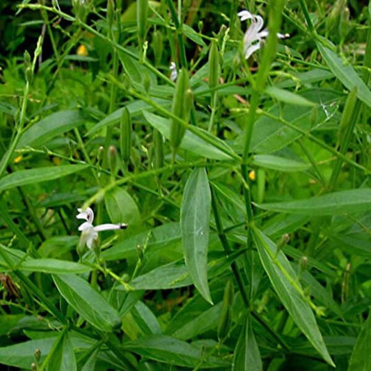 Andrographis paniculata (Green chiretta)