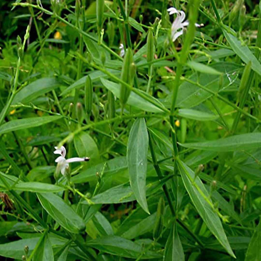 Andrographis paniculata (Green chiretta)