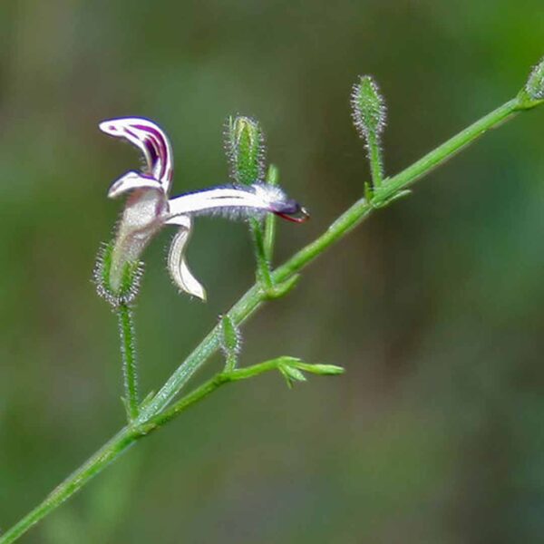 Andrographis paniculata (Green chiretta)