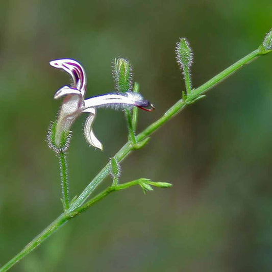 Andrographis paniculata (Green chiretta)