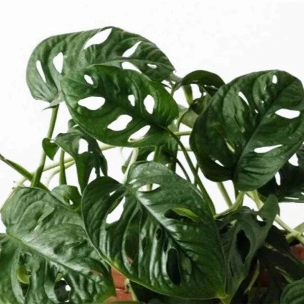 Philodendron broken heart plant