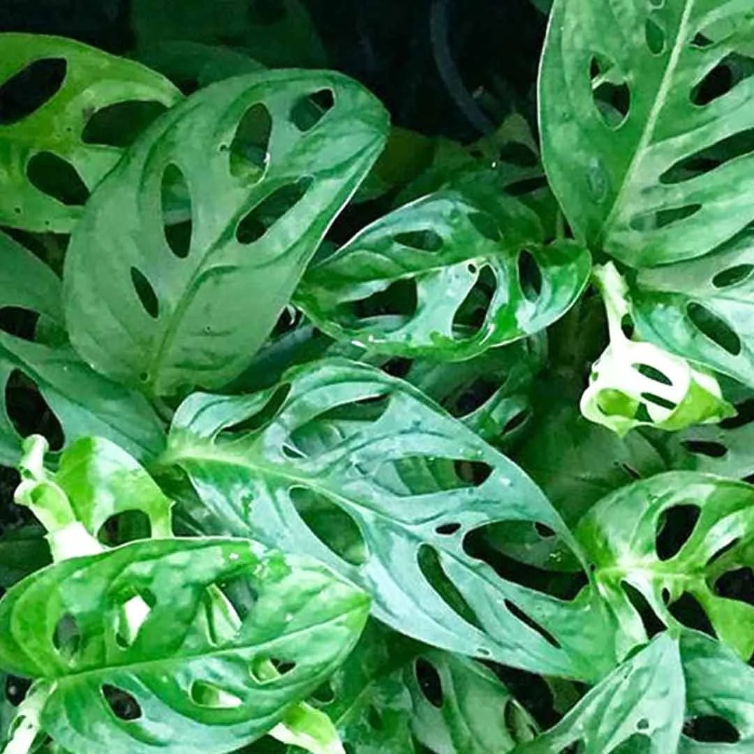 Philodendron broken heart plant