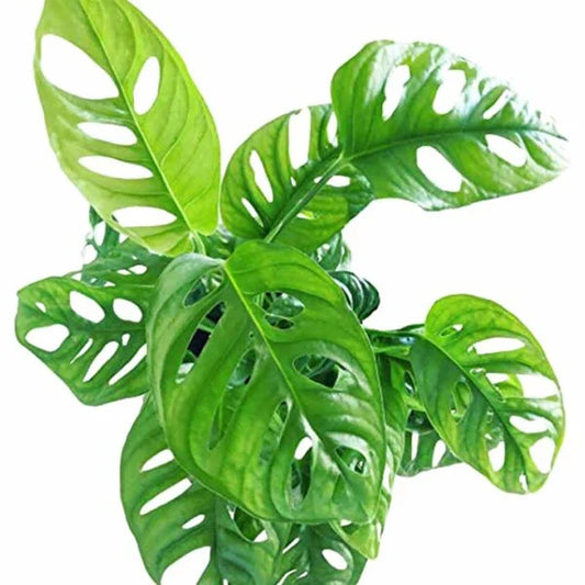 Philodendron broken heart plant