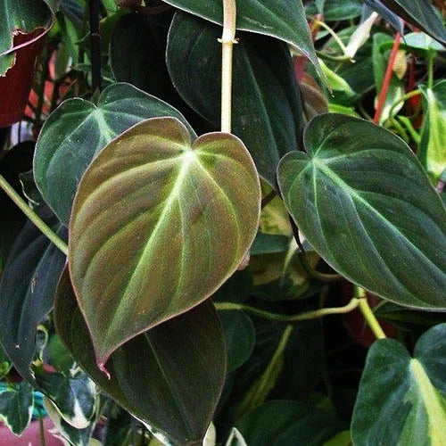 Philodendron micans