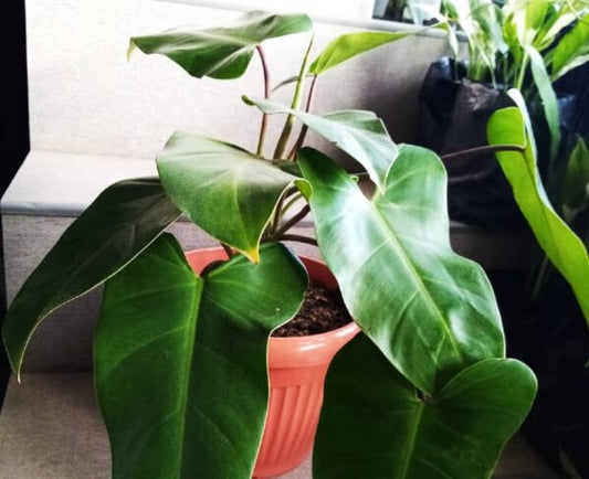 Philodendron erubescense plant