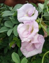 Aparajita babypink double petaled plant