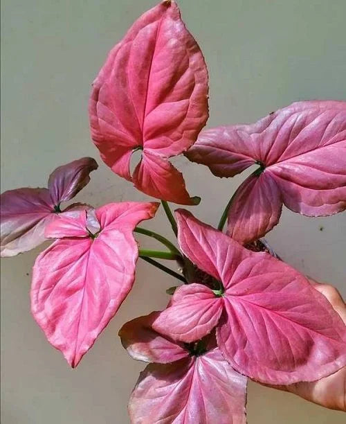 Syngonium Pink Perfection
