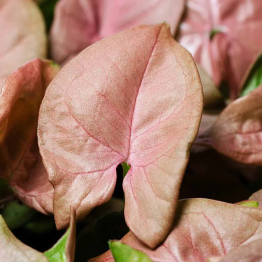Pink Syngonium plant