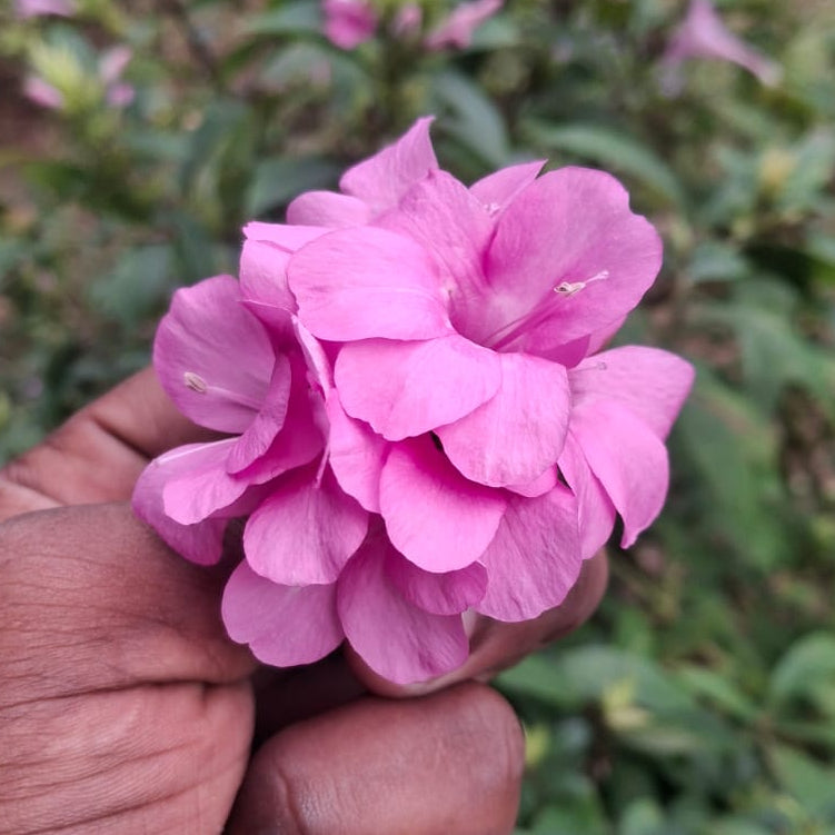 Pack of 10 Colourful December flowers combo