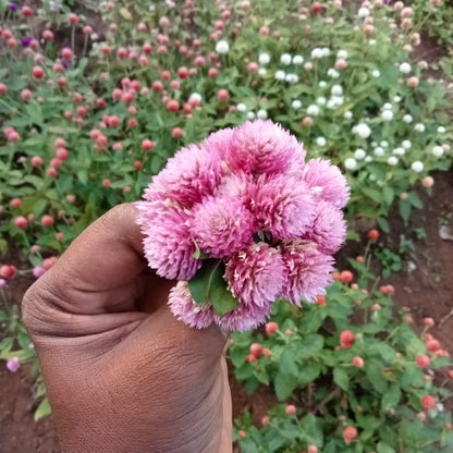 Gomphrena mixed seeds (5-7 shades mixed seeds)