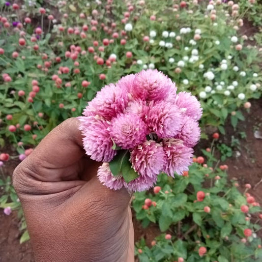 Pink gomphrena flower seeds