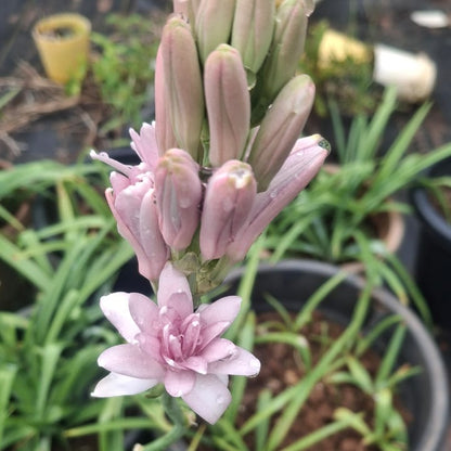 Tuberose Pink sapphire bulb ( mother bulb )