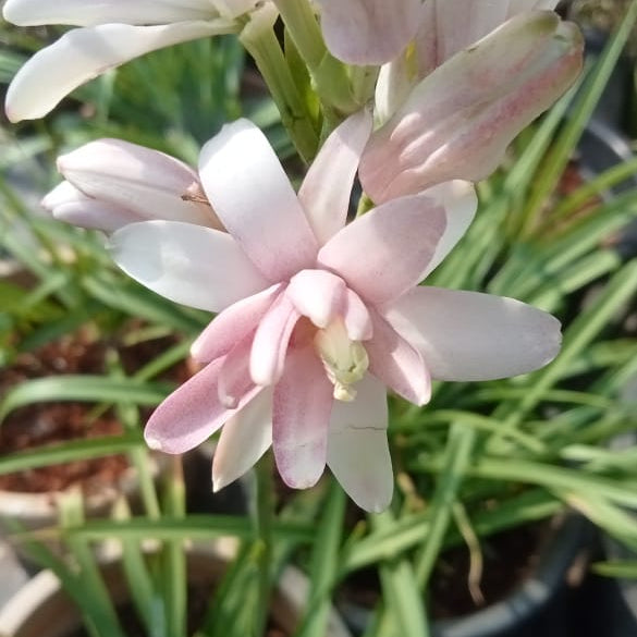 Tuberose Pink sapphire bulb ( mother bulb )