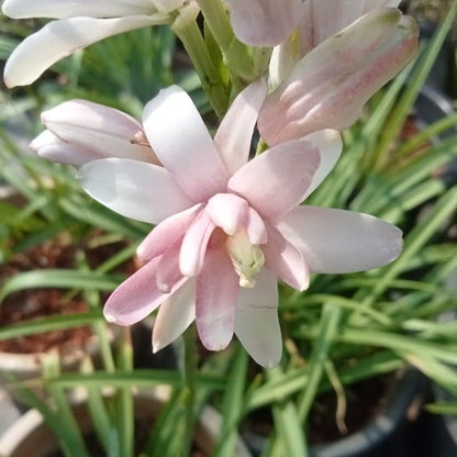 Tuberose Pink sapphire bulb ( mother bulb )