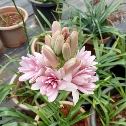 Tuberose Pink sapphire bulb ( mother bulb )