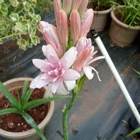 Tuberose Pink sapphire bulb ( mother bulb )