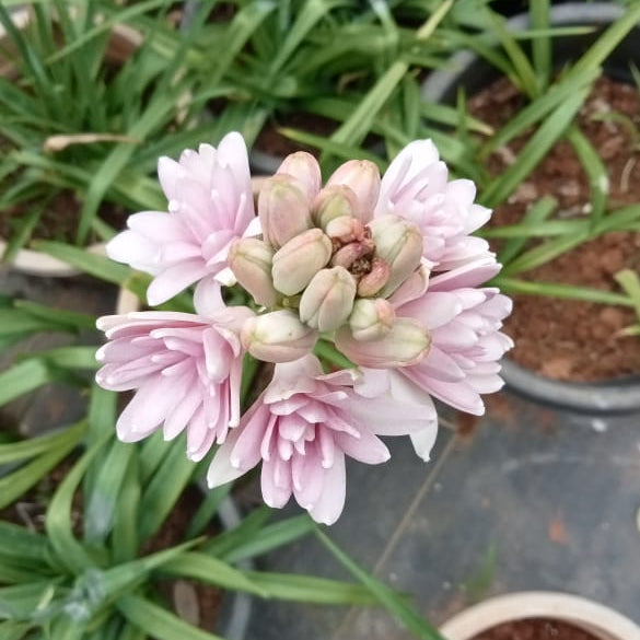 Tuberose Pink sapphire bulb ( mother bulb )
